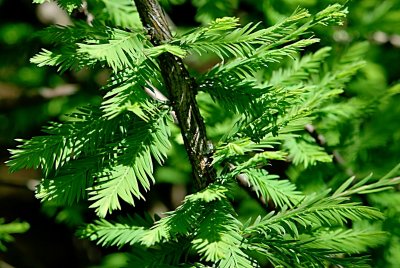 Taxodium distichum 'Cascade Falls' - tisovec dvouřadý - jarní větévka